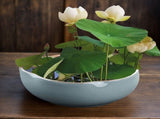 Lotus Bowl Planter for Planting in Water Indoors x80x93 Ceramic Hydroponic Bonsai Flower Bowl for V1366-AZ2-W-16577