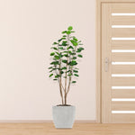 SOGA 2X 150cm Plastic Potted Polyscias Scutellaria Plant Home Garden Artificial Tree, Home Decor APLANTFHJQD150102X2