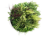Slimline Artificial Green Wall Disc Art 80cm Grassy Fern UV Resistant V637-DP9855