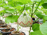 50 Pack Melon Hammocks Cradles Watermelon Nets for Melons Hanging Bags Watermelon, Honeydew Melon, V1259-DP01-A-5580