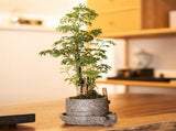 Grey Resin Bonsai Pot Multi-Purpose Vintage Flower Container for Home V1192-AZ-W-22677