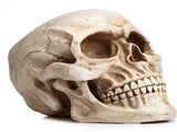 11 Replica Realistic Human Adult Skull Head Bone Model V178-84598