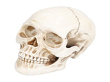 Animal Skull Model Skull Decoration Ornament Resin Craftwork Halloween Props for Home Party Decor V1294-YM0714-3115210184311