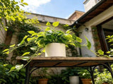 Fake Plants Artificial Plants Indoor, Realistic Artificial Hanging Fake Pothos with Plastic Pots, V1370-AZ4-12457