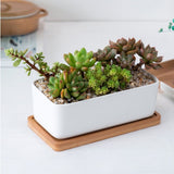 Sturdy Succulent Planter Ceramic White 1 Set 6.7X3.3In V1370-AZ4-16794
