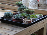 3 Sets Plastic Germination Nursery Pots for with Drainage and Plant Breathing Black V1369-AZ3-W-20025