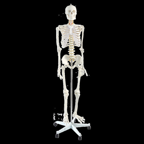 Human Skeleton Anatomical Model 180cm V63-774985