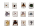 12 Pcs Real Bug Specimens Transparent Resin Science Education Classroom Bug Specimen Sample Tabletop V1294-YM0710-3115230106111