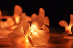 1 Set of 20 LED Orange Frangipani Flower Battery String Lights Christmas Gift Home Wedding Party V382-ORFRANGIBATT20