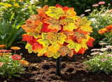 Vibrant Fall Maple Leaf Yard Stake, Eye-Catching Decor for Garden, Perfect for Thanksgiving and V1192-AZ-W-24566