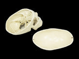 Life Size Anatomical Deluxe Human Skull Model Medical Skeleton Anatomy Replica V63-835561