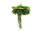 Gold Framed Roof Hanging Disc With Draping Life-Like Plants UV Resistant 40cm V637-DP88000G