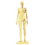 Resin Human Anatomical Head Body Muscle Model Drawing Model Decoration Teaching Mold V1294-YM0901-3115200119611
