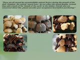 Handmade nutshell wind chime, nutshells rustling in the wind, bringing a touch of mountain forest V1232-GKZSL001
