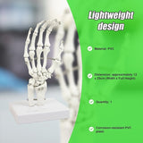 Hand Joint Anatomical Skeleton Model Human Anatomy Study Tool V63-842301