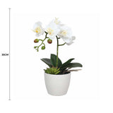 Potted Single Stem White Phalaenopsis Orchid with Decorative Pot 35cm V637-DP1018519