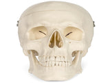 Medical Anatomical Skull Model - 3 Parts - Life Sized Human Mold Perfect Study Tool The mold is V1192-AZ-W-15021