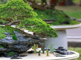 5-Piece Mini Artificial Cactus Set for Sandbox Landscape Model Decoration Ornament V1192-AZ-W-32480