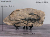 1 Dinosaur Fossil Clearance! Dinosaur Statues Home Decorations Indoor Sculpture Skeleton Figurines V1366-AZ2-W-20605