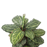 Artificial Wide Leaf Cordyline Plant 90cm V77-1151507