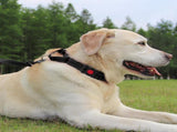 Martingale Dog Collar, 6FT Double Handle Leash for Training, Black V1259-DP01-A-4636
