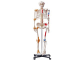 Human Skeleton Model for Anatomy, 182 cm Life Size, Accurate PVC Anatomy Skeleton Model with V952-GGJRQGMX1JTHBQTJ3V0