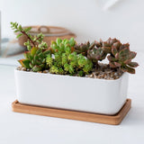 Sturdy Succulent Planter Ceramic White 1 Set 6.7X3.3In V1370-AZ4-16794