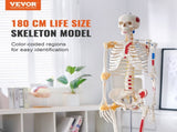 Human Skeleton Model for Anatomy, 182 cm Life Size, Accurate PVC Anatomy Skeleton Model with V952-GGJRQGMX1JTHBQTJ3V0