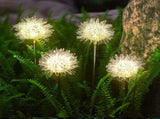 Solar Garden Light Outdoor Dandelion Garden Balcony Decoration Layout Inserted Lawn Lights V1294-YM0512-221105FB02-2