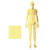 Resin Human Anatomical Head Body Muscle Model Drawing Model Decoration Teaching Mold V1294-YM0901-3115200119611