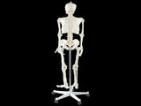 Human Skeleton Anatomical Model 180cm V63-774985