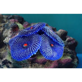 Artificial Coral, 4 Pieces, Fake Coral, Aquariums, Aquarium Corals For Aquarium V1188-MS-227-2785