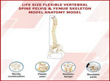 Life Size Flexible Spine Pelvis & Femur Model Anatomical Skeleton Display V63-835611