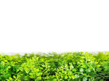 Mediterranean Fern Vertical Garden / Green Wall UV Resistant 1m x 1m V637-DP1010106