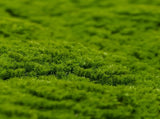 Fresh Natural Green Artificial Moss / Green Wall UV Resistant 1m x 1m V637-DP7890013