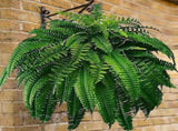 Artificial Boston Fern Large - Extra Realistic UV Resistant Fern Bush for Outdoors & Indoors - for V1366-AZ2-W-16521