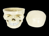 Life Size Anatomical Deluxe Human Skull Model Medical Skeleton Anatomy Replica V63-835561