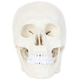 Human Anatomical Model, Human Anatomy Head Skeleton Includes Full Set of Teeth, Removable V1192-AZ-W-17033