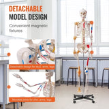 Human Skeleton Model for Anatomy, 182 cm Life Size, Accurate PVC Anatomy Skeleton Model with V952-GGJRQGMX1JTHBQTJ3V0