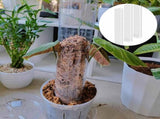 6 Pcs 24 Inch Plastic Moss Pole for Plants Monstera, Stackable for Indoor Work with Sphagnum Support V1259-DP01-A-2706