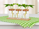 Set of 3 Clear Glass Plant Propagation Bottles for Indoor Gardening, Terrarium Decoration and Plant V1370-AZ4-14300