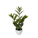 60cm Potted Zanzibar V77-1018508