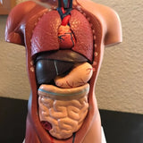 Human Torso Anatomical Model with Internal Organs 28cm Unisex V1188-CE06-65169