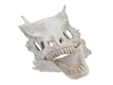 Latex Simulation Dinosaur Skull Mask Head Cover Halloween Costume Party Cosplay Props Decoration V1294-YM0714-3115210172811
