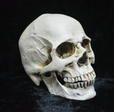 Life-size Replica of Realistic Human Skull, Head Bone Model, Anatomy White Resin Skull High V1188-SX-0005809
