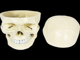 Life Size Anatomical Deluxe Human Skull Model Medical Skeleton Anatomy Replica V63-835561