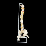 Life Size Flexible Vertebral Spine Pelvis & Femur Skeleton Model Anatomy Model V63-835611