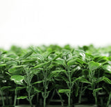 Boxwood Hedge Screen Green Wall Panel UV Resistant 100cm x 100cm V637-1000500
