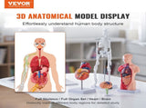 Human Anatomy Models Bundle Set, Brain, Human Torso Body, Heart, Skeleton Model Set of 4, Hands-on V952-GGJRQGMX4JTS5PXUBV0