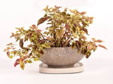 Mobile Flower Pot Tray Durable Wheels Plant Tray Planter Tray with Wheels V1294-YM0523-220108SH01-4